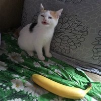 Xaxaxa