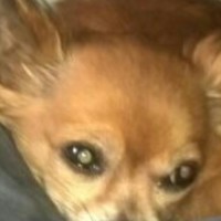 Ilovechewbacateekoandrowdy