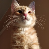 meow