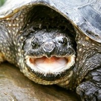TheGoochingTurtle