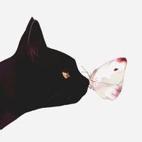 FelisСatus