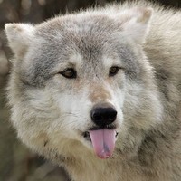 Alex Wolf