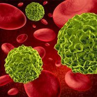 T cell