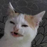 pxpzpstr