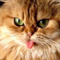 AnimalsFun