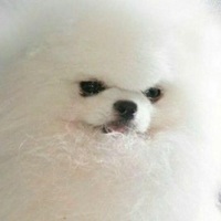 TeenGerX