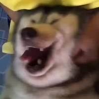 ddsqd