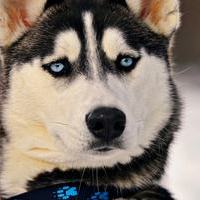 HUSKY