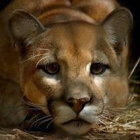 Кирилл Лукяш