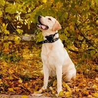 dogpetsworld