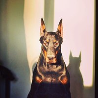 Doberman