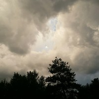 Suavacado