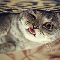 Скотти Пипен