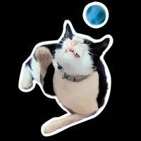 Lapis cat