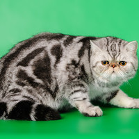 Dieselcat