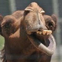 CamelGoat