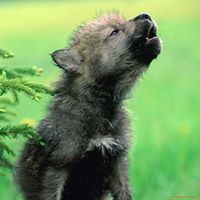 Никола Разный