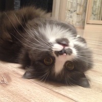Nancy_cat