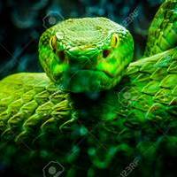 FearSnake