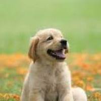 DOGS LOVER