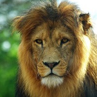 Денис Тишин