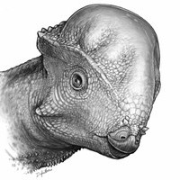 Charmadas