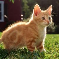 Зобнин Глеб