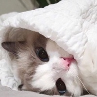 Ruru_m