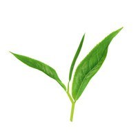 Sochi_aborigen_Tea