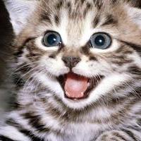 НаркотиКот