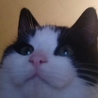 PookyCats
