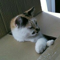Klondike Kat