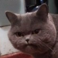 sadcat
