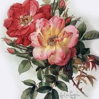Rosehip-ship-ship