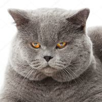 purrrrrr
