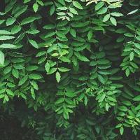 TaleForest