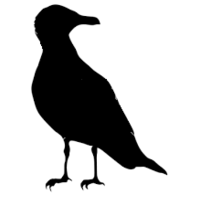 SeaGull