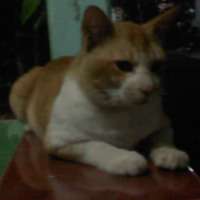 Rahmanda Wibowo