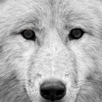 Гена Кузнецов