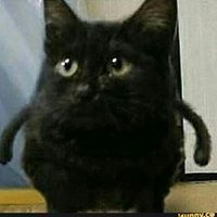Memesharp