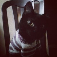 котэйка.