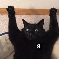 Живчики