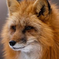 SkY-FoX