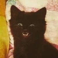 Cat_GG