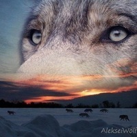 Aleksei 137