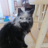 антон здесь