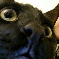IAmTheTofu