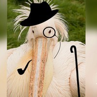 Aesthetic_Pelican