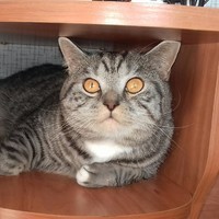 Михаил