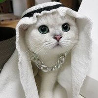roya977